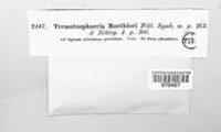 Zignoella morthieri image